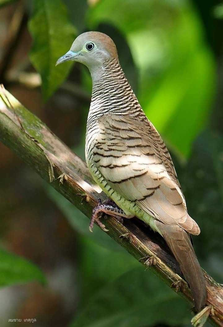 Kode Alam Burung Perkutut 4D: Makna Budaya, Tafsir Populer, dan Cara Menyikapinya dengan Bijak
